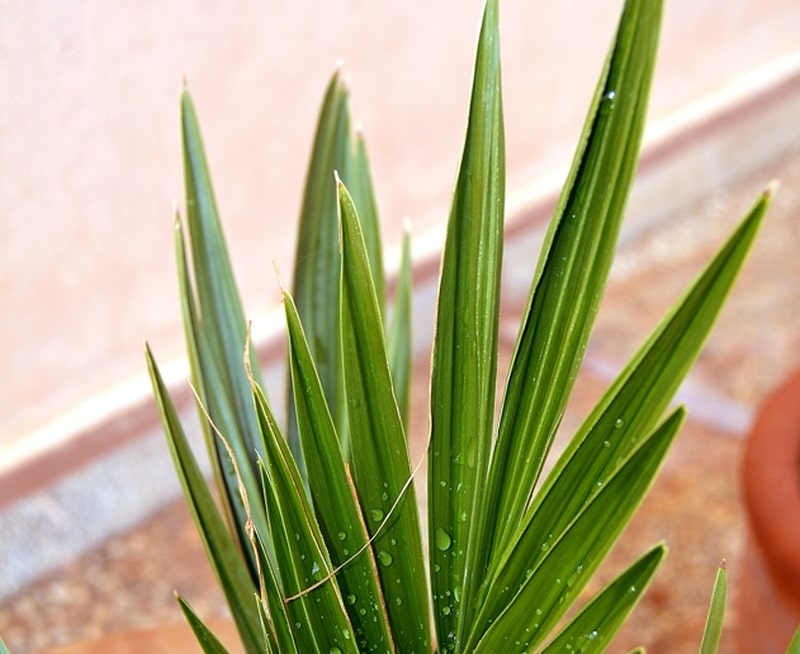 Areka palm thuis 
