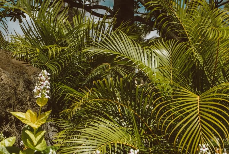 Areka palmboom - hoe verzorg je de palmboom?
