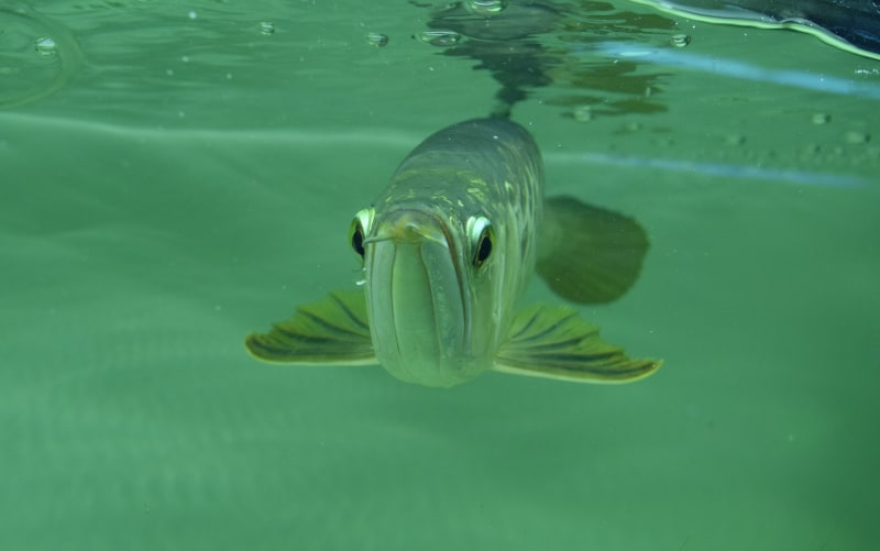 Arowana - een ongewone vis