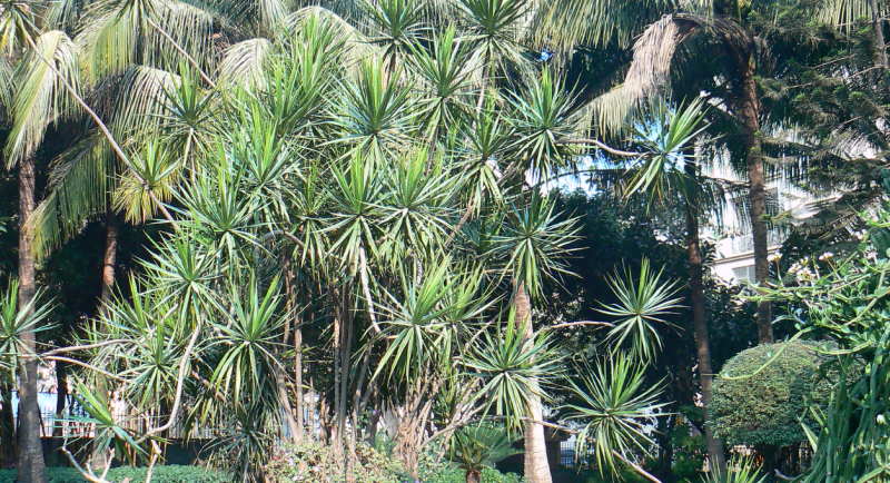 Dracaena marginata (Dracaena marginata)