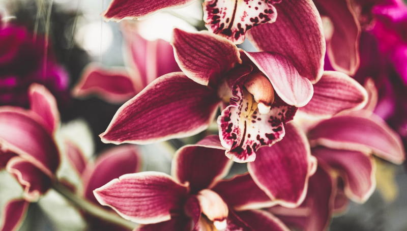 Orchidee als bloemvoorstel voor 40e en 50e verjaardag