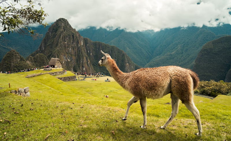 Flora en fauna van Peru