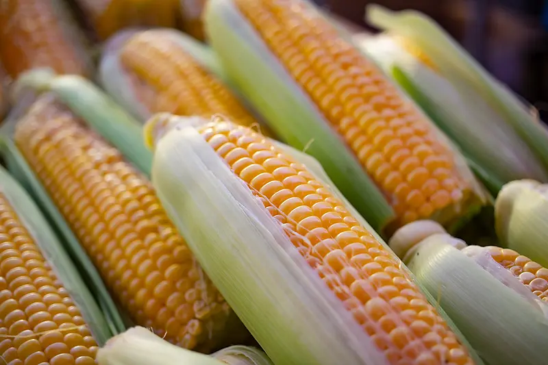 Ile gotować kukurydzę? Czy wielkość kukurydzy ma znaczenie?