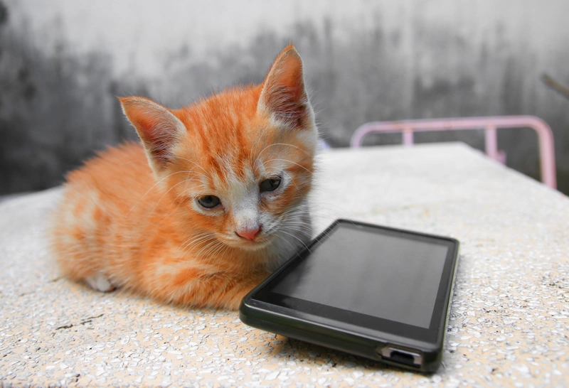 Waarom rennen katten zo vaak weg van huis?